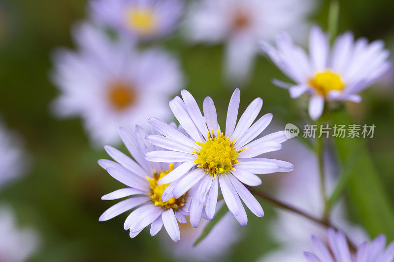 Purple-Stemmed Aster野花